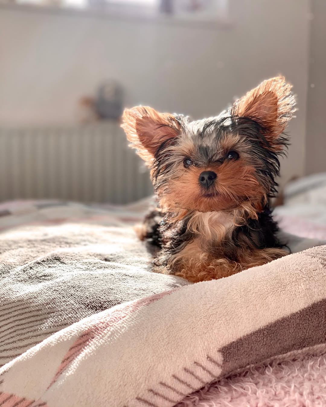 Peanut - Yorkshire Terrier Puppy